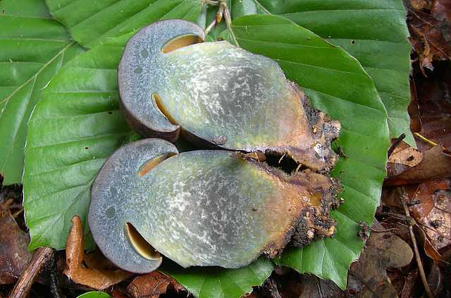 Funghi cittadini